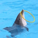 Marineland - Dauphins - 059